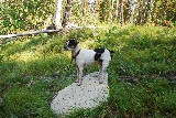 Dog in the Woods - Jerry Kaiser