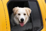 Dog's Love to Travel - Jerry Kaiser