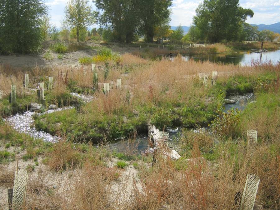 Restored Riparian Habitat